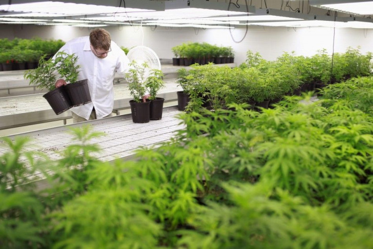 Production Assistant Dan Brennan collects marijuana plant clones to be moved into a growing room at Tweed Marijuana Inc in Smith's Falls, Ontario, February 20, 2014. By unlocking the once-obscure medical marijuana market, Canada has created a fast-growing
