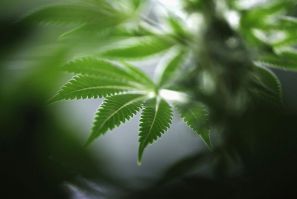 A marijuana plant is seen at Tweed Marijuana Inc in Smith's Falls