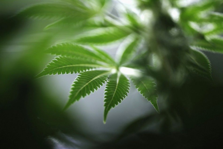 A marijuana plant is seen at Tweed Marijuana Inc in Smith's Falls