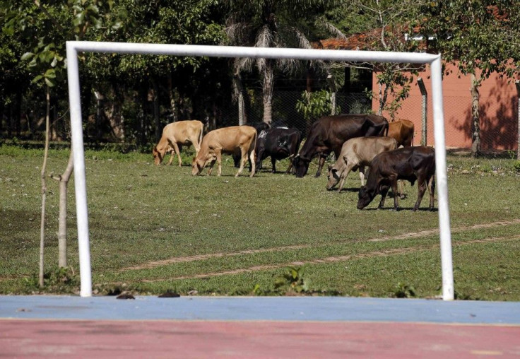 Brazilian cattle graze on a soccer field near goal posts in the World Cup venue of Cuiaba, June 14, 2014, REUTERS/Eric Gaillard (BRAZIL - Tags: SOCCER SPORT WORLD CUP SOCIETY ANIMALS)