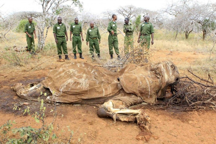 Rangers stand near a decomposing carcass of an elephant in one of the ranches within the Tsavo West wildlife ecosystem in Voi