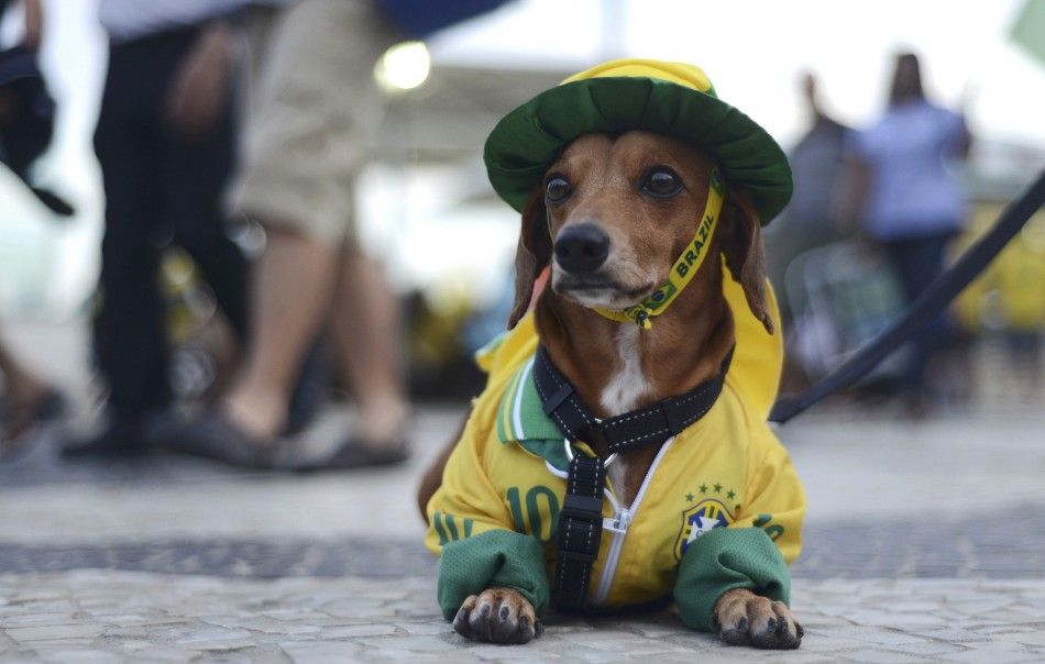 A Dog Dressed in the Colours of Brazil Sits at Copacabana Beach During a Broadcast of the World Cup Soccer Match Between Brazil and Cameroon in Brasilia, in Rio de Janeiro