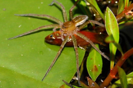 A fishing spider (Dolomedes facetus) is pictured with a captured fish (genus Xiphophorus) in a garden pond in Brisbane, Australia in this undated handout photograph. Spiders from at least five different families prey on small fish in the wild, according t