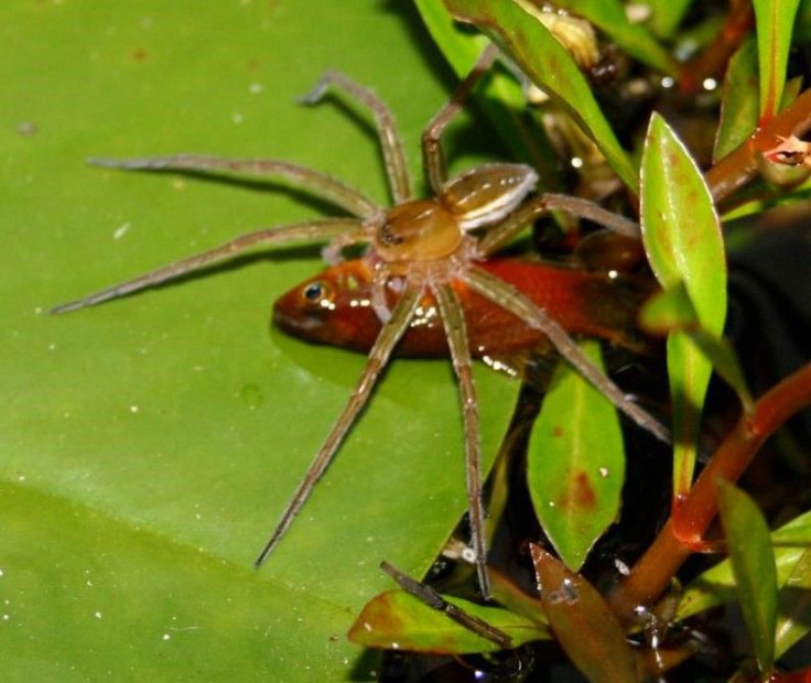 A fishing spider (Dolomedes facetus) is pictured with a captured fish (genus Xiphophorus) in a garden pond in Brisbane, Australia in this undated handout photograph. Spiders from at least five different families prey on small fish in the wild, according t