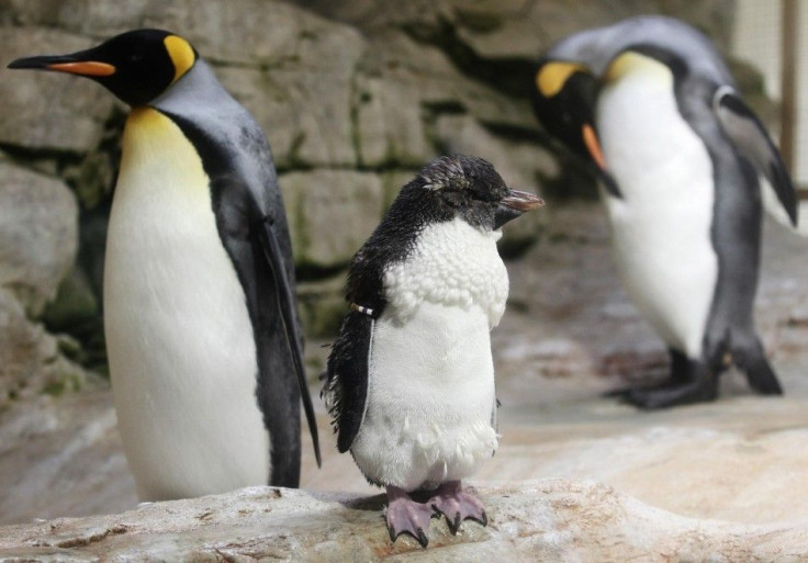 A king penguin (C), aged 11 months, is about to develop its adult plumage at Schoenbrunn Zoo in Vienna June 30, 2014. The young bird is Schoenbrunn&#039;s first king penguin bred since 2007. REUTERS/Heinz-Peter Bader (AUSTRIA - Tags: ANIMALS)