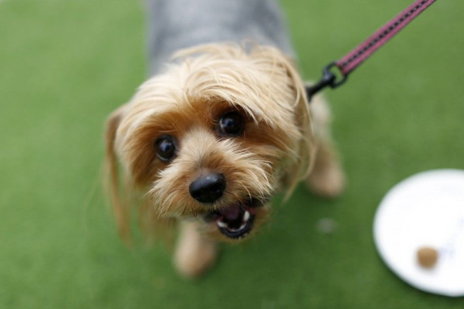 Chloe, a nine-year-old Yorkshire Terrier, looks into the camera after tasting a dog treat sample at Milo&#039;s Kitchen Treat Truck in San Francisco, California June 27, 2014.