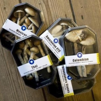 Boxes containing magic mushrooms are displayed at a coffee and smart shop in Rotterdam November 28, 2008.