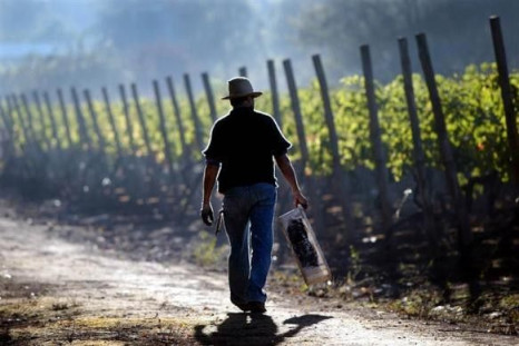 A Chilean grape picker walks with a crate during the harvest at Santa Rita Vineyard, 40km south of Santiago, April 2, 2004.