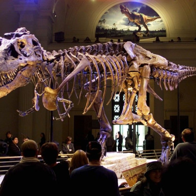 The dinosaur named &quot;Sue,&quot; a 41-foot-long Tyrannosaurus rex, is shown on display at the Field Museum in Chicago, Illinois in this May 17, 2000 file photo