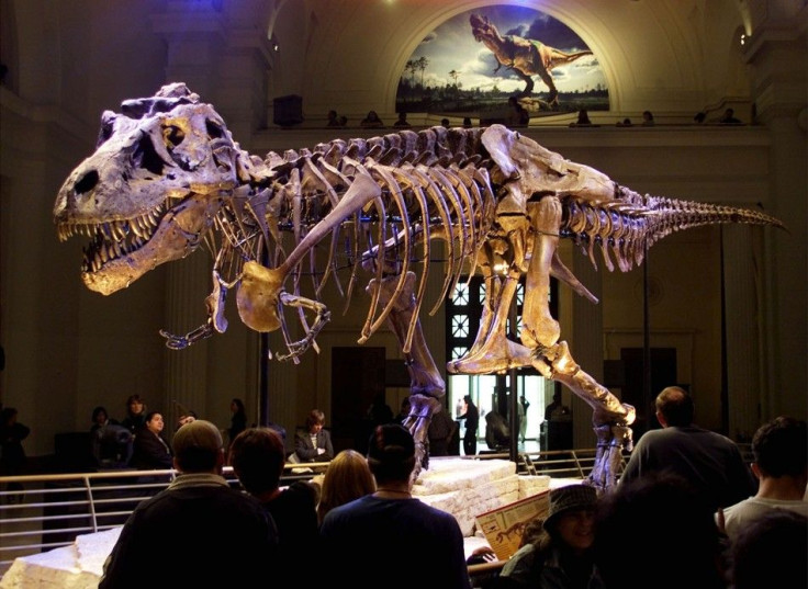 The dinosaur named &quot;Sue,&quot; a 41-foot-long Tyrannosaurus rex, is shown on display at the Field Museum in Chicago, Illinois in this May 17, 2000 file photo