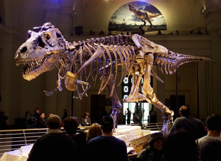 The dinosaur named "Sue," a 41-foot-long Tyrannosaurus rex, is shown on display at the Field Museum in Chicago, Illinois in this May 17, 2000 file photo