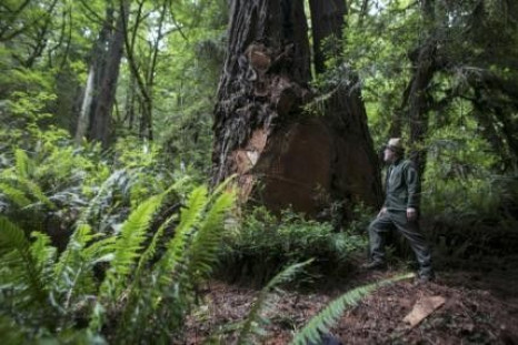 National Park Service Ranger Jeff Denny shows the massive 115 cubic feet cut off an old-growth redwood tree by poachers, near Orick, California