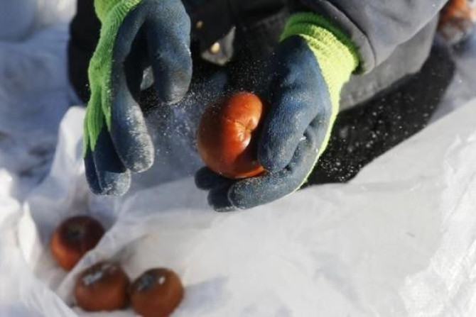Orchard Manager Gilles Drille shakes snow off apples as he gathers them for the ice harvest to make ice cider on the 430-acre apple orchard and cidery at Domaine Pinnacle in Frelighsburg, Quebec, December 16, 2013. Orchard Manager Gilles Drille shakes sno