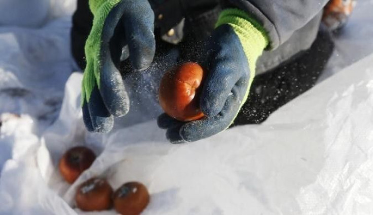 Orchard Manager Gilles Drille shakes snow off apples as he gathers them for the ice harvest to make ice cider on the 430-acre apple orchard and cidery at Domaine Pinnacle in Frelighsburg, Quebec, December 16, 2013. Orchard Manager Gilles Drille shakes sno