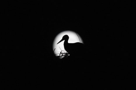 A stork is silhouetted against the Supermoon in its nest in downtown Arriate, in the southern Spanish province of Malaga early July 13, 2014. Occurring when a full moon or new moon coincides with the closest approach the moon makes to the Earth, the Super