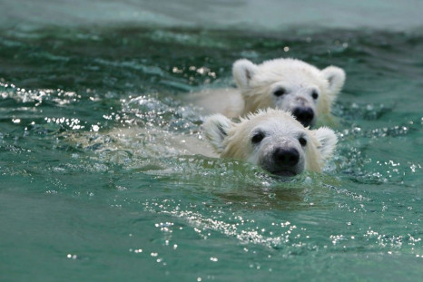Twin polar bear cubs Nela and Nobby play outside