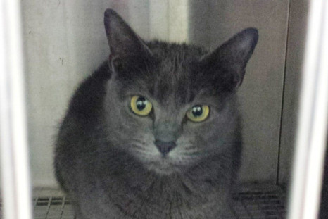 Kush the cat is seen in a cage at the local police station in DeLand, Florida in this handout picture from the DeLand Police Department