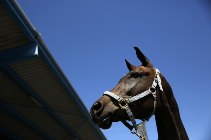 An Argentine horse stands at Madrid&#039;s Barajas airport July 6, 2014.