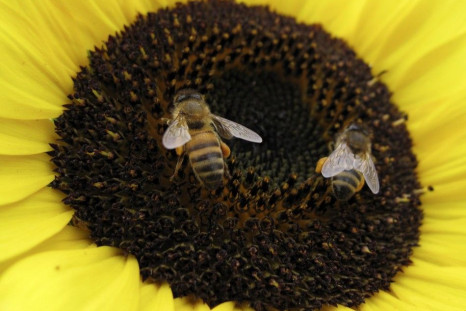 Bees land on a sunflower to gather pollen
