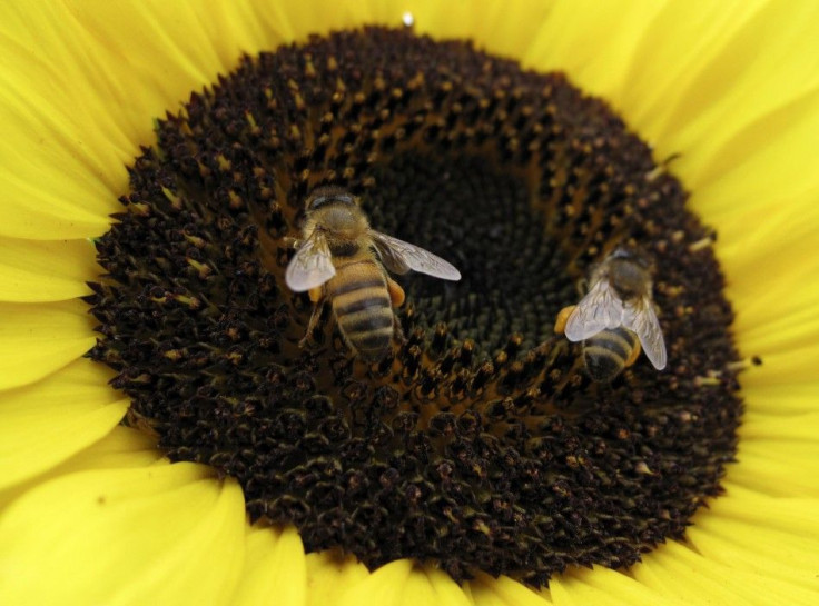 Bees land on a sunflower to gather pollen