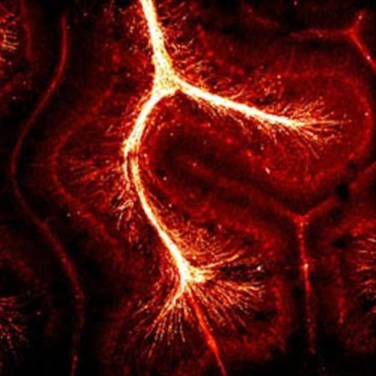 An image of superhighways in the brain