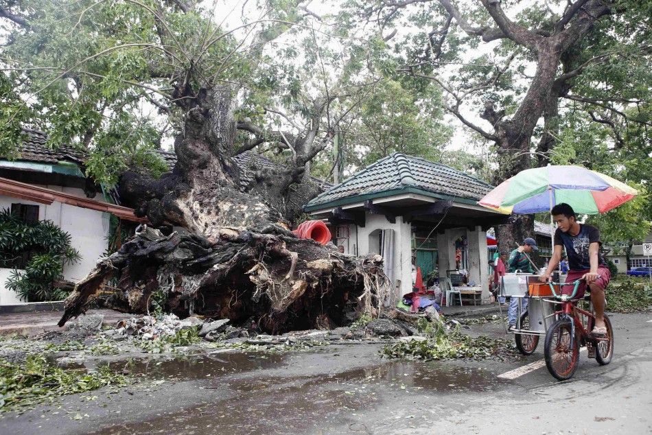 An ice cream vendor cycles past a huge fallen tree after an onslaught of Typhoon Rammasun, locally named Glenda in Batangas city south of Manila, July 17, 2014. 