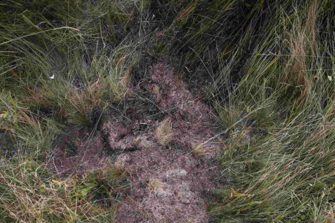 An imprint of where a body used to lie on the ground is seen at a crash site of the Malaysia Airlines Flight MH17 near the village of Hrabove (Grabovo), Donetsk region July 21, 2014. REUTERS/Maxim Zmeyev 
