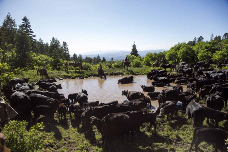 Cattle cool down and drink water at a man-made reservoir in the mountains near Ignacio, Colorado June 11, 2014. The land where the cattle graze is leased from the Forest Service by third-generation rancher Steve Pargin. Several times a year, he and a crew
