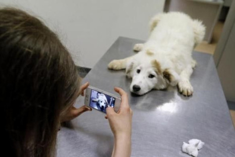 Ana-Maria Ciulcu takes pictures of a dog she rescued from the streets of Bucharest while a veterinary doctor administers a vaccine in Bucharest March 28, 2014.