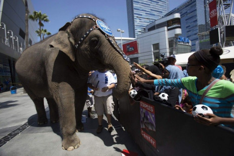 Kelly Ann, an elephant from Ringling Bros. and Barnum & Bailey circus
