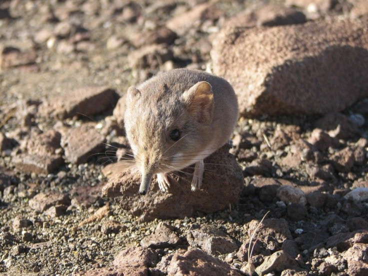 Macrosclelides micus elephant shrew