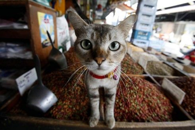 A cat sits on pet food at a stall in a market in Bangkok September 8, 2009.