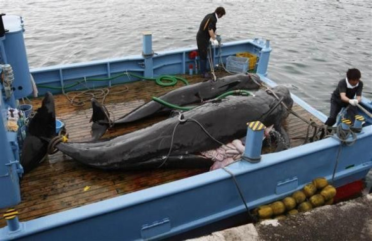 Captured short-finned pilot whales are seen on the deck of a whaling ship at Taiji Port in Japan's oldest whaling village of Taiji, 420 km (260 miles) southwest of Tokyo in this June 4, 2008 file photo.