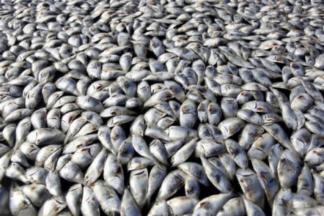 Fish carcasses from a massive fish kill in the Bayou Chaland area of Plaquemines Parish, Louisiana, September 10, 2010.