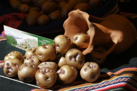 &#039;Sani Imilla&#039; potatoes are displayed during a potato festival in the highland region of Tiwanacu, some 70 Km (43 miles) of La Paz, Bolivia April 27, 2008. The humble potato -- long derided as a boring tuber prone to making you fat --