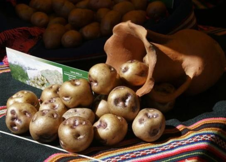 &#039;Sani Imilla&#039; potatoes are displayed during a potato festival in the highland region of Tiwanacu, some 70 Km (43 miles) of La Paz, Bolivia April 27, 2008. The humble potato -- long derided as a boring tuber prone to making you fat --