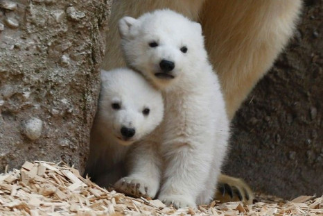 Twin polar bear cubs stand with their mother Giovanna