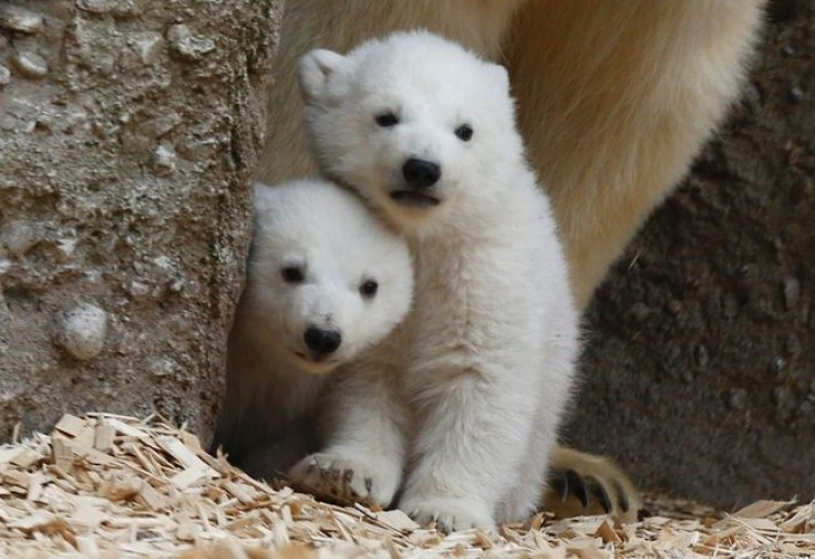 Twin polar bear cubs stand with their mother Giovanna