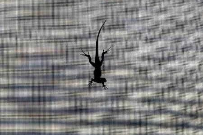 A lizard looks around as it climbs down a window screen