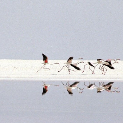Flamingos prepare for flight, running on dried salt which remains from Lake Bakhtegan outside Shiraz, in this July 22, 2001 file photo. Water shortages have long been a problem for countries across the Middle East, where a high birth rate, rising consumpt