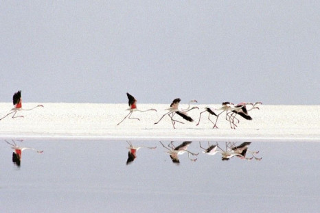 Flamingos prepare for flight, running on dried salt which remains from Lake Bakhtegan outside Shiraz, in this July 22, 2001 file photo. Water shortages have long been a problem for countries across the Middle East, where a high birth rate, rising consumpt