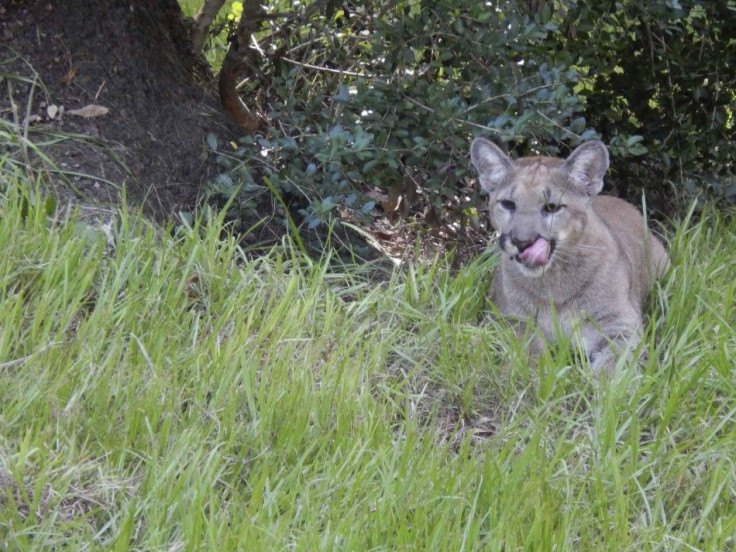 A seven-month-old Florida panther named Yuma is seen in his new home at Homosassa Springs Wildlife Park in Florida
