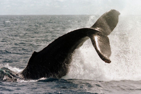 A humpback whale frolics off the coast of the Western Australian town of Dunsborough October 13, 2000 on its way south to the Antarctic for the summer.