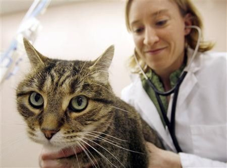 Veterinarian Tara Montgomery examines a cat named ''Digit'' in her Mississauga clinic March 30, 2007