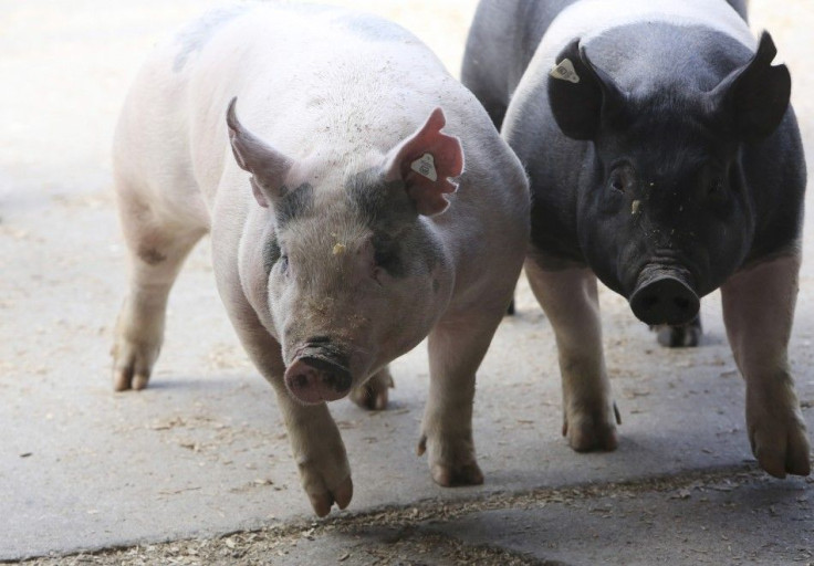 Pigs Enter A Barn At The 2014 World Pork Expo In Des Moines, Iowa.