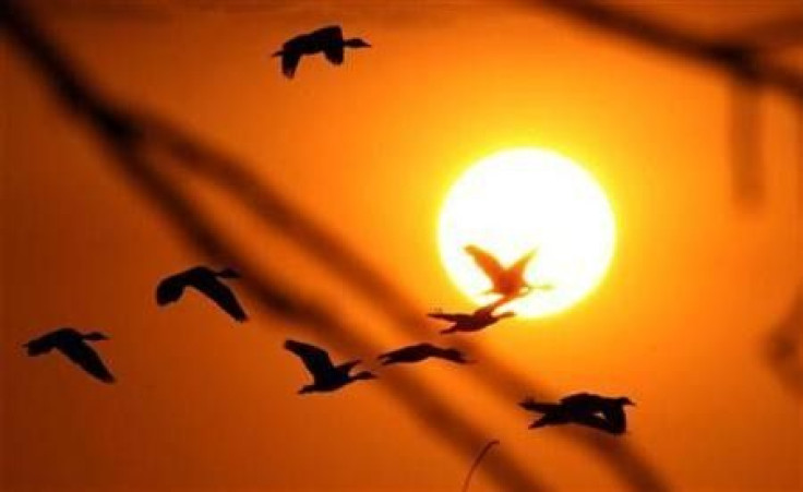 Migratory ducks take flight during sunset in Bagaces, Guanacaste, Costa Rica