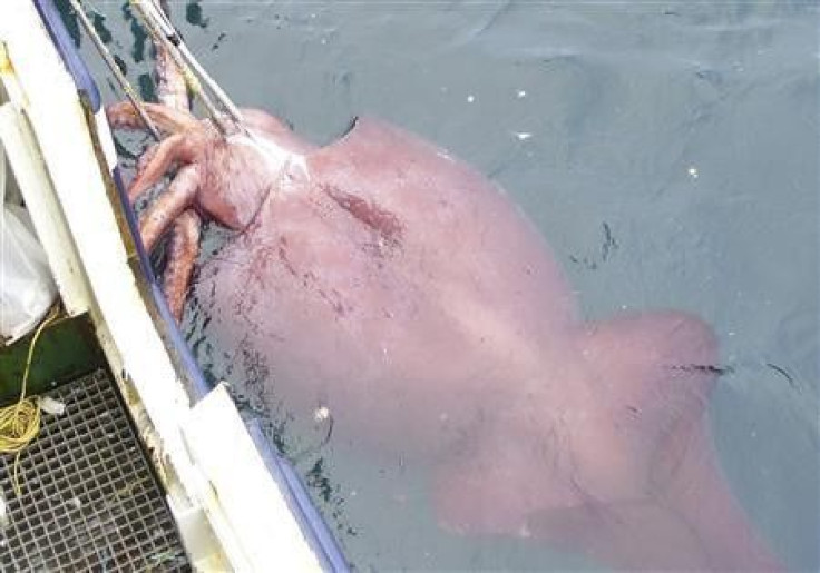 A General View Shows An Adult Colossal squid (Mesonychoteuthis hamiltoni) Caught By New Zealand Fishermen In Deep Ocean Off Antarctica