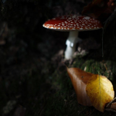 A mushroom is pictured next to colourful leaves in a wood