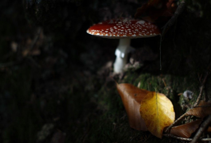 A mushroom is pictured next to colourful leaves in a wood
