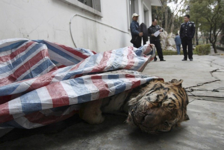 A dead tiger is found during a police action in Wenzhou, Zhejiang province, January 8, 2014.